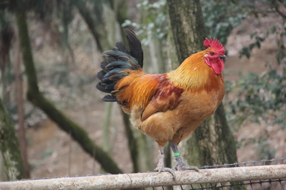 金寨黑脚土鸡